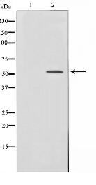 HNF4alpha /gamma Antibody