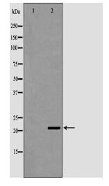 ITPA Antibody