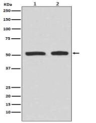 Phospho-p53 (S9) Antibody