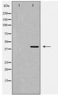 wnt1 antibody