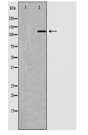 VCL Antibody