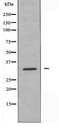 SURF1 Antibody