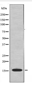 MRPS36 Antibody