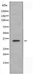 OR2Y1 Antibody