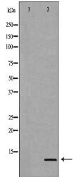 SUMO2 Antibody