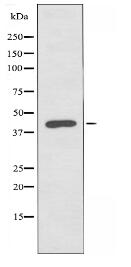 POFUT1 Antibody