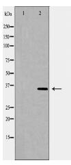 HO 2 Antibody