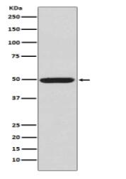 Phospho-PKA R2 (S99) Antibody