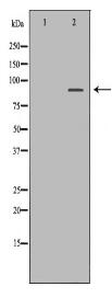 ULK3 Antibody