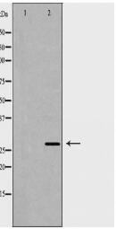 PRDX3 Antibody