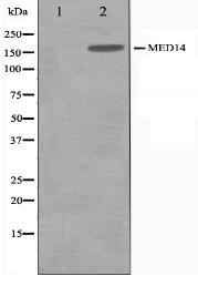 MED14 Antibody