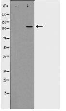 GRM5 Antibody