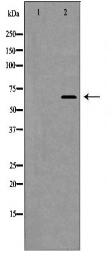 NOX4 Antibody