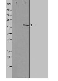 NOC2L Antibody