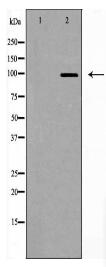 USP13 Antibody