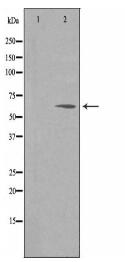 NPAS1 Antibody