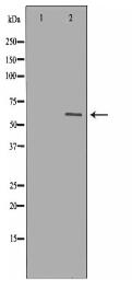 HSPD1 Antibody