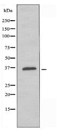 OR51T1 Antibody