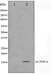 TGF alpha Antibody