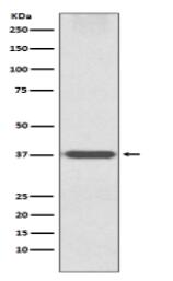 Otx1 Antibody