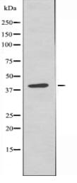 MRPS35 Antibody