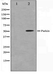 Parkin Antibody