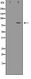 IKBKE Antibody