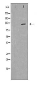 MYSM1 Antibody
