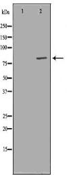 RAD17 Antibody