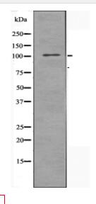 MED24 Antibody
