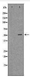 PLTP Antibody