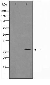 Granzyme B Antibody