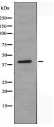 MRPL39 Antibody