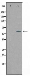 SLC24A4 Antibody