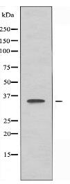 OR4C6 Antibody