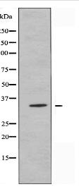 OR1A1 Antibody