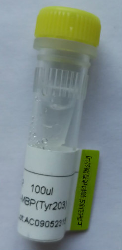 SIRT3 Antibody