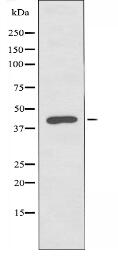 p44 MAPK Antibody