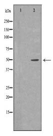 KIR3DL1 Antibody