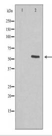KCNS2 Antibody