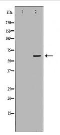 IL18R1 Antibody