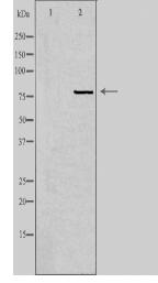 KCNQ4 Antibody