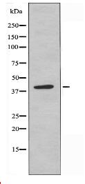 PECI Antibody
