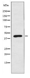 IL18BP Antibody
