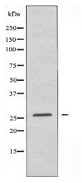 PRSS33 Antibody