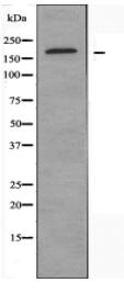 MRP9 Antibody