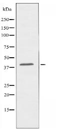 PTGER2 Antibody