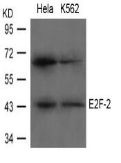 E2F-2 Antibody