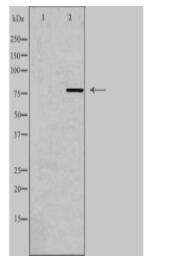 MPHOSPH9 Antibody