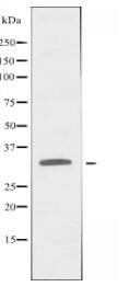 MRGRG Antibody
